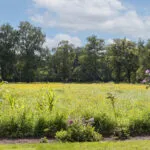 OM101777-11309-Oude-Uelserdijk-6,-Mander-241142136