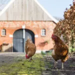 OM101885-13247-Oude-Ootmarsumsestraat-66,-Oldenzaal-268008210