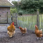 OM101900-13336-Nordhornsestraat-139,-Denekamp-270480562